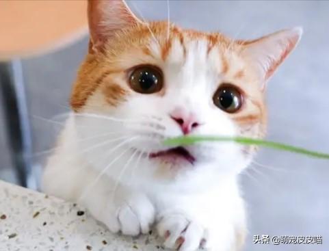 品种猫:中国自己的猫都有些什么品种？