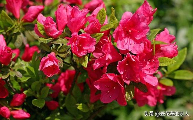 四季杜鹃花夏天怎么养:杜鹃花7月8月用什么肥？