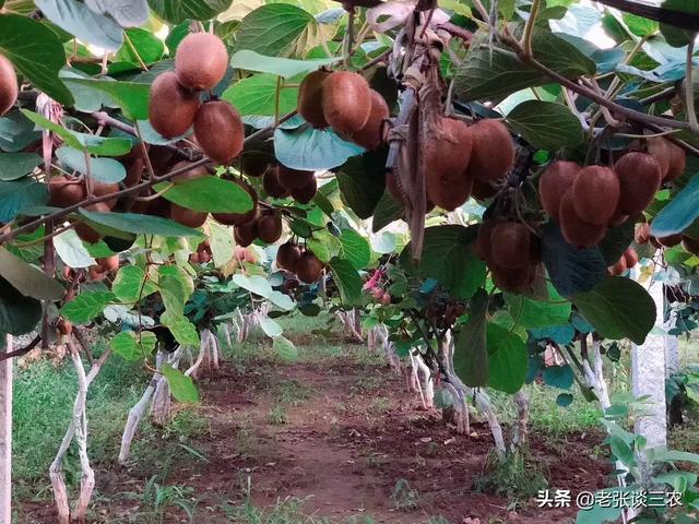 猕猴桃:为什么感觉今年猕猴桃没人要了？价格这么低？ 猕猴桃的功效与作用