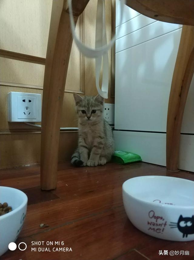 逃出可爱猫咪房间:小猫刚回新家一直躲着不出来怎么办？ 猫咪逃离密室