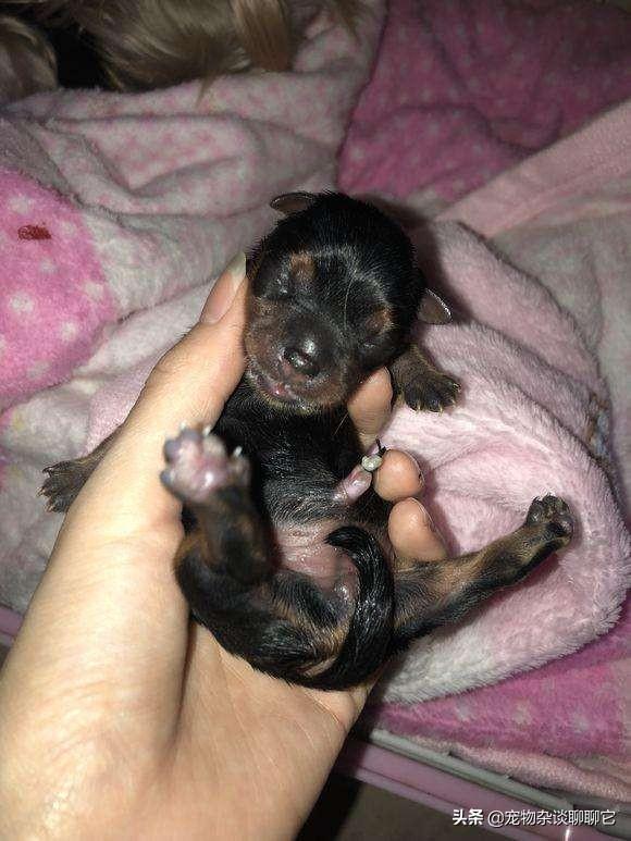 幼犬吃什么好:刚出生的小狗给点什么吃比较好？