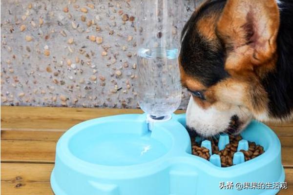 巨型博美犬怎么养:怎样训博美犬能让它更听话？
