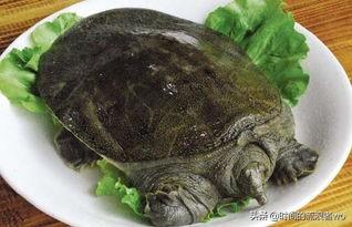 野生甲鱼怎么杀:两斤的甲鱼怎么杀？怎么放血？怎么开膛破肚？