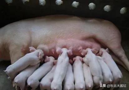 猪弓形体病治疗:弓形虫病猪发现后能彻底治好吗？