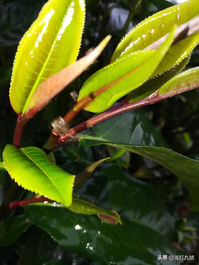 茶友们,你都是从哪里买茶叶的呢？