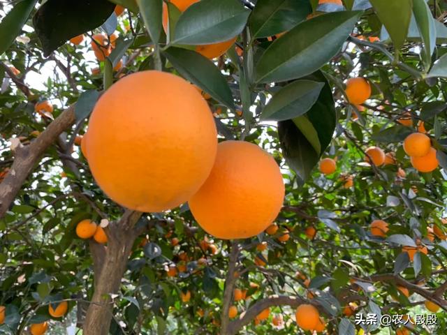柑橘開花期可以施水肥嗎？註意什麼？