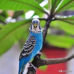 黑色的小葵花凤头鹦鹉:小葵花凤头鹦鹉图片 想买只鹦鹉，什么样的鹦鹉既乖巧又聪明还好看呢？