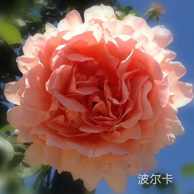 优秀月季花品种介绍百度网:名贵月季十大品种是哪些品种？