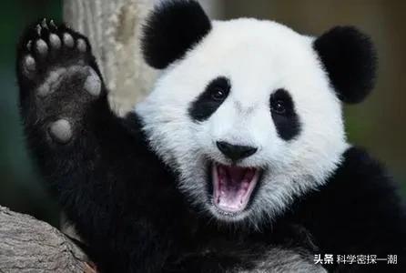 河马哥刘惠璞:壮年河马、北极熊和东北虎这三样动物打起来谁厉害？