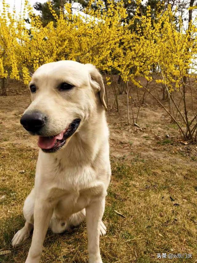 4个月金毛幼犬什么好:4个月的小金毛吃啥比较好？