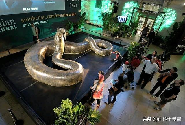 泰坦巨蟒:泰坦巨蟒打得过大王乌贼吗？为什么？