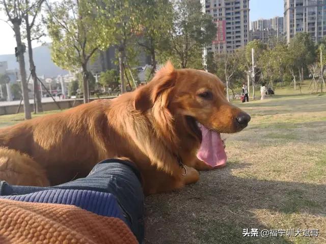 太仓寻狗启示:小狗七天未归还能回家吗？