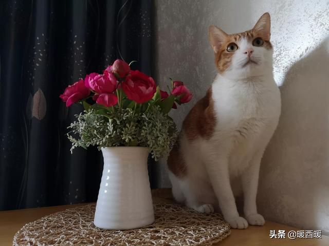 猫怕黄瓜图片gif:什么事情对猫咪来说就如同上刑？