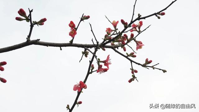 万物之理by喜马拉雅种猫:万物的本质是数学的还是物理的？