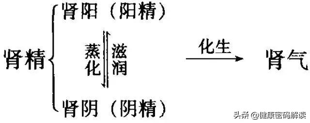 阴阳同补的补肾药有哪些好的推荐？服用时有什么需要注意的问题？