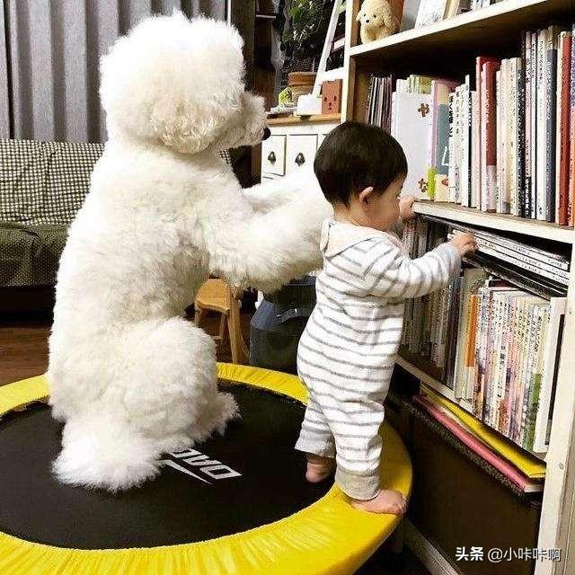 法国贵妇犬蛾是什么:贵宾犬对哪些事情会感到很恐惧？最好不要吓唬它？