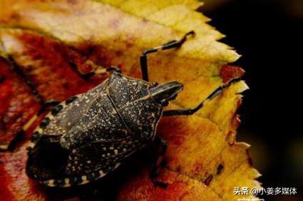 除牛虱土方法:牛虱怎么去除最简单方法 去除跳蚤的最快速的方法是什么？