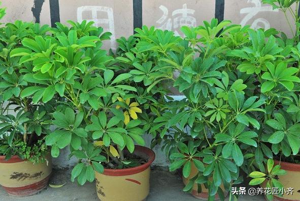 北方发财树怎么养才长得好:招财树长得太疯，又不想换大花盆，怎么办？
