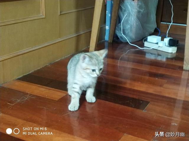 逃出可爱猫咪房间:小猫刚回新家一直躲着不出来怎么办？ 猫咪逃离密室