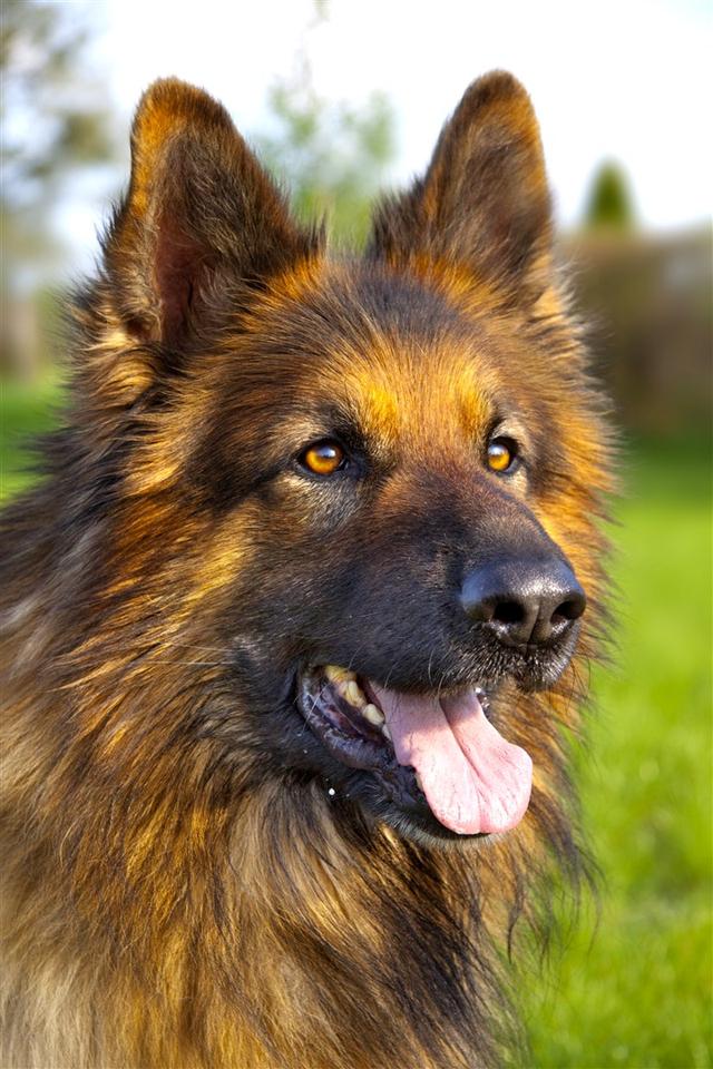 上虞德国牧羊犬论坛:有人说德国牧羊犬比较凶，能不能当导盲犬呢？