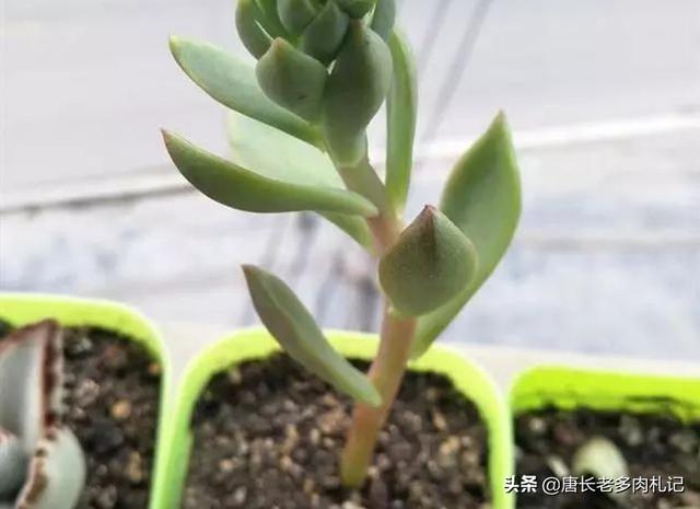 多肉分类及养殖明细:多肉种类及养殖方法 多肉有多少种品种，哪种最好看，哪种最好养？