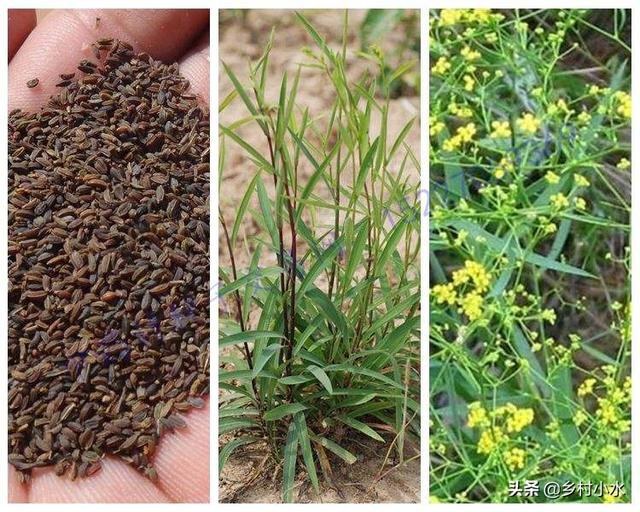 头条问答 - 中药材柴胡怎样培植?如何才能高产?(21个回答)