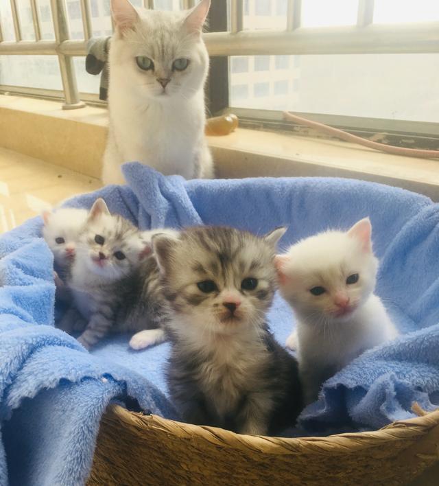 短尾猫能不能养:短毛猫要怎么养？因为我是第一次养猫，所以不是很清楚？