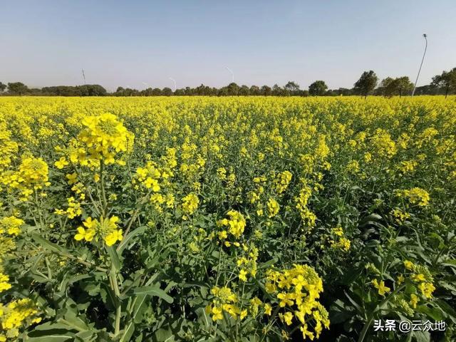 十字花科蔬菜软腐病:十字花科蔬菜软腐病的防治措施包括 油菜常被哪些细菌性病害危害？有哪些措施可以防治？