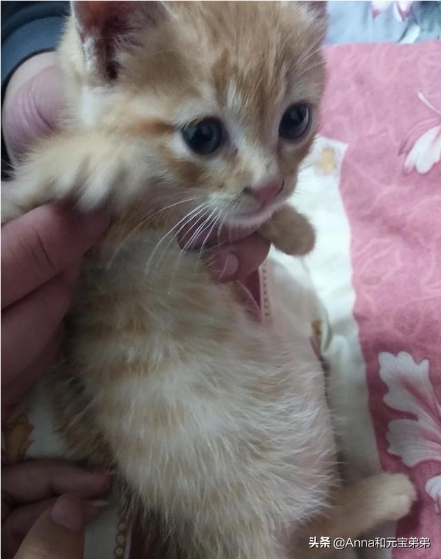 猫咪尿频不喝水:天气热猫不吃饭不喝水，怎么办？