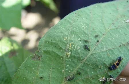 花生黑蚜虫怎么防治:花生大豆打虫用什么药好？