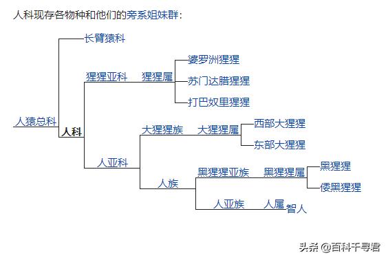 山地大猩猩:为什么感觉花豹经常能轻易杀死黑猩猩和大猩猩并且捕食？