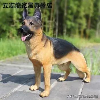 狂犬病发病症状前兆能治吗:人被狗咬了，不打针后果会是怎样？