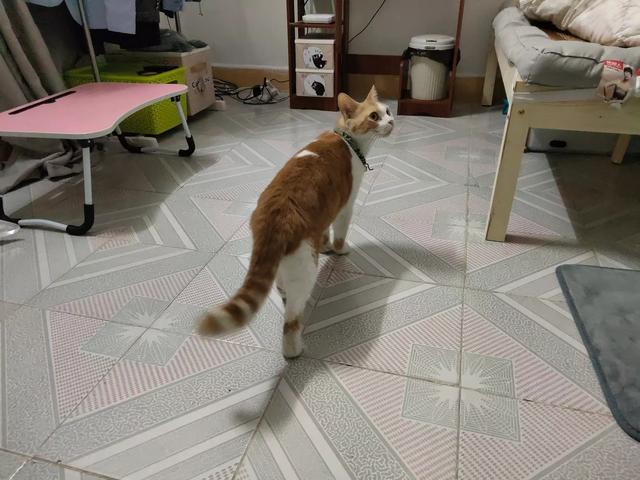 黄狸猫和橘猫有什么区别，15 橘色狸花猫和橘猫有什么不一样