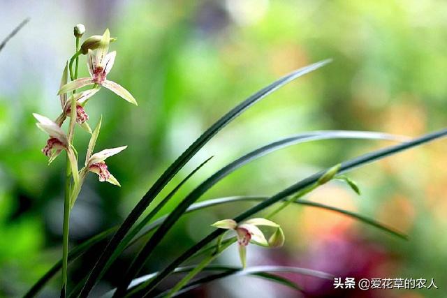 兰花的种植方法方法视频:请教兰花如何种才能快速发根？