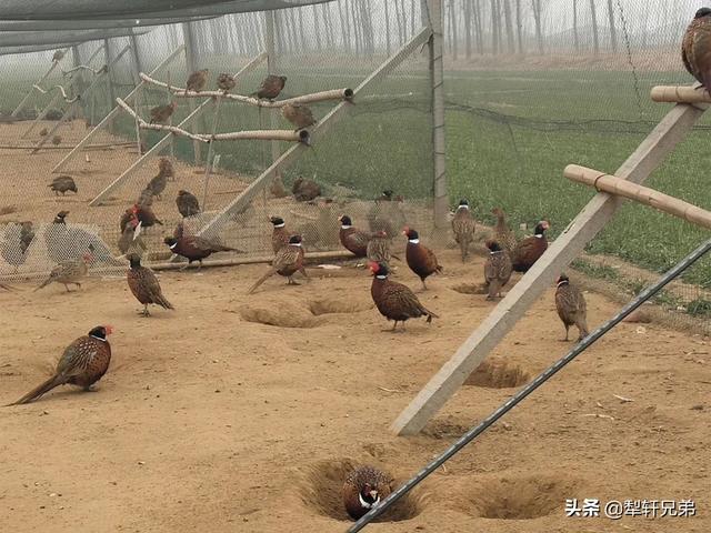 鬼箭锦鸡儿收购市场:刚抓的，有认识的吗？怎么养？