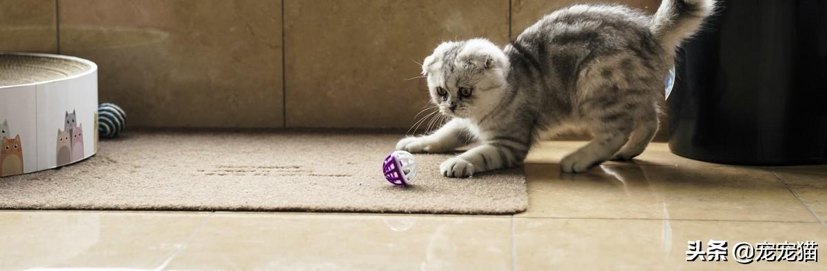 素力高海藻粉对猫咪的作用:猫咪除了猫粮，连鱼和其他肉食、蛋类都不吃，如何增加营养？