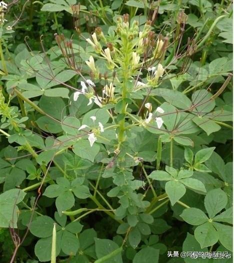 头条问答 白花草怎么做好吃 雨哥508的回答 0赞