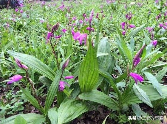 药草白芨图片:什么菌肥对提高白及产量好？