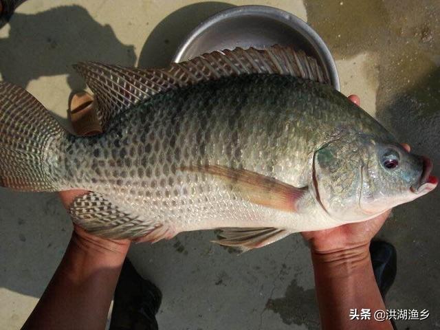海南淡水鱼养殖:在海南适合做大规模的锦鲤养殖吗？
