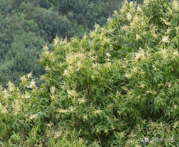 大脱粪:大叶女贞树上粪大了落叶怎么办