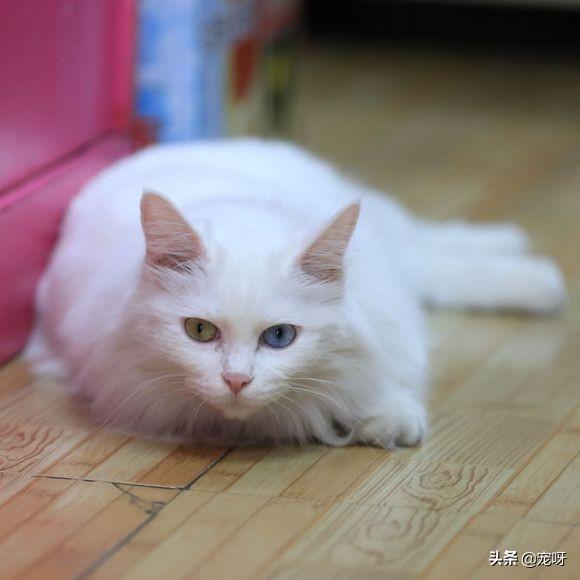 地中海孟加拉猫舍:世界上哪一种猫最难买到？有何依据？