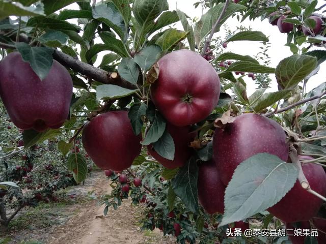 乔见猫预售:陈乔恩 乔见猫 谁能说说自己买房的经历？多少存款可以买房？首付款应该是多少？