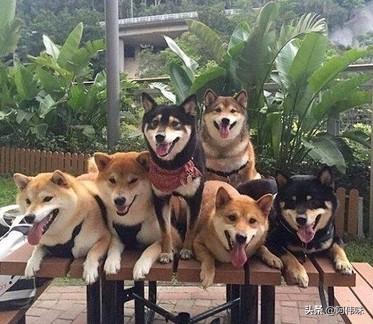 头条问答 柴犬呕吐完醒来之后一直叫是为什么 騒子杰的回答 0赞