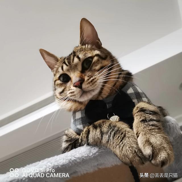 买猫别墅好还是猫爬架:现在养只小猫花销真的很大吗？