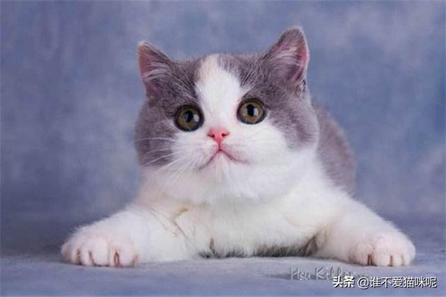 什么因素影响公猫发腮？