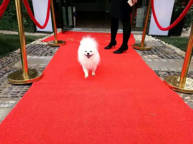 米格鲁犬遛弯能放狗绳吗:为什么有人提倡公共场合禁止遛狗？