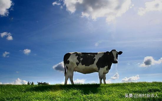 牛配种视频:小母牛什么时间配种最好？