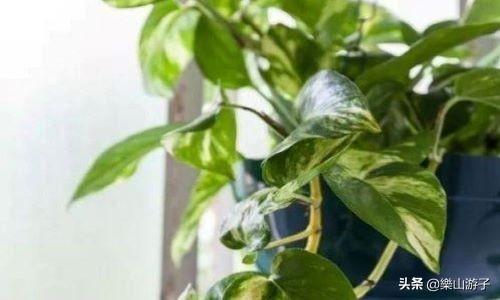 花叶万年青 有毒:什么植物晚上不能放卧室？绿萝可以放吗？