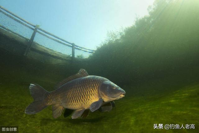 什么时候是岸钓石九公鱼黄金时间，一天钓翘嘴鱼的最佳时间是什么时候