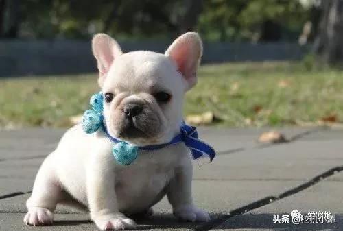法牛:法牛掉毛严重补什么？法牛掉毛严重怎么解决？ 法拉利